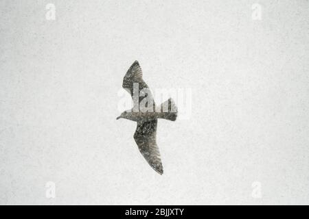 Aringa gabbiano (Larus argentatus), volo iin iin immaturo nella tempesta di neve, Båtsfjord, Varanger, Norvegia artica Foto Stock