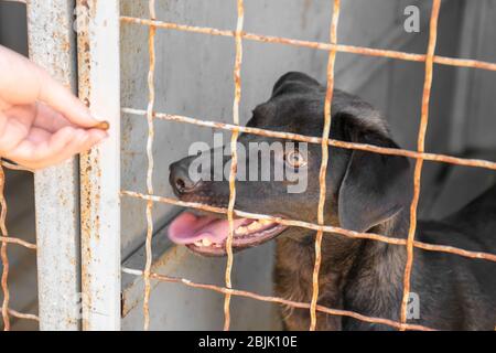 Cane da alimentazione volontario al riparo animale. Concetto di adozione Foto Stock