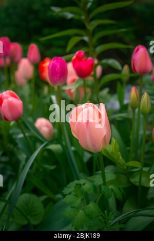 Tulipani rosa e rosso che crescono in un giardino a Glasgow Scozia Foto Stock