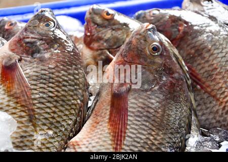 Le tilapia fresche del nilo sono in vendita nel bazar. Foto Stock