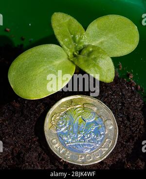 Un nuovo tiro verde con una moneta da 1 libbra e su uno sfondo di suolo Foto Stock