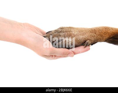 Zampa di cane e mano umana, isolata su bianco. Concetto di volontariato e rifugi animali Foto Stock