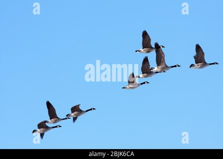 Un gregge di Oca canadese durante la migrazione nel mese di aprile. Cielo blu brillante e le migliori condizioni, in volo. Foto Stock