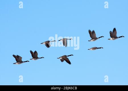 Un gregge di Oca canadese durante la migrazione nel mese di aprile. Cielo blu brillante e le migliori condizioni, in volo. Foto Stock