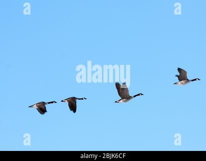 Un gregge di Oca canadese durante la migrazione nel mese di aprile. Cielo blu brillante e le migliori condizioni, in volo. Foto Stock