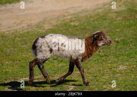 Pecore olandesi Heath. Due agnelli bianchi saltano felicemente su una mattina soleggiato nell'erba, corna piccole. Friesland, i Neherlands Foto Stock