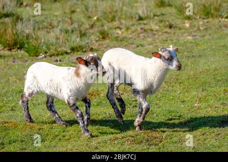 Pecore olandesi Heath. Due agnelli bianchi saltano felicemente su una mattina soleggiato nell'erba, corna piccole. Friesland, i Neherlands Foto Stock