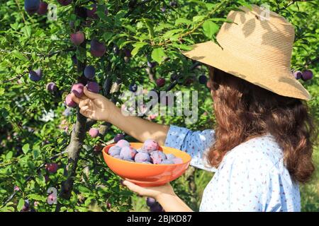 Donna che raccoglie prugne mature in giardino Foto Stock