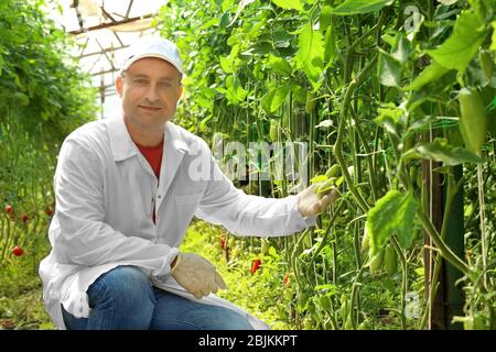 Coltivatore maturo in serra Foto Stock