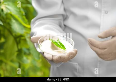 Coltivatore che controlla foglia di pianta in serra Foto Stock