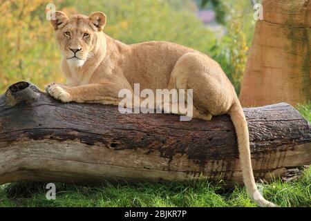 una leonessa in uno zoo in francia Foto Stock