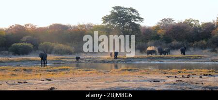 Elefante africano che ha bagno di polvere a Bala Bala Pan, Hwange NP Zimbabwe Foto Stock