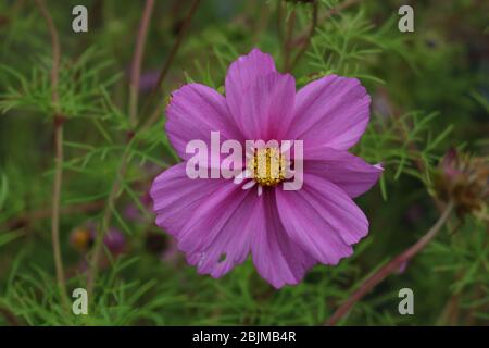 Fiore viola su sfondo verde, Regno Unito Foto Stock