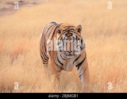 Foto all'aperto sudafricane di Friedrich von Horsten. Foto Stock