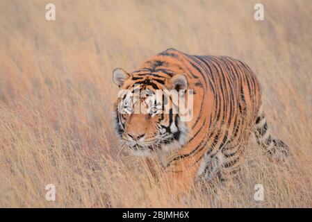 Foto all'aperto sudafricane di Friedrich von Horsten. Foto Stock