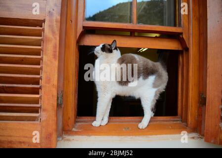 Foto all'aperto sudafricane di Friedrich von Horsten. Foto Stock