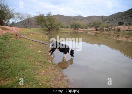 Foto all'aperto sudafricane di Friedrich von Horsten. Foto Stock