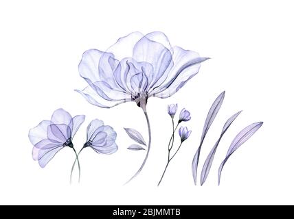 Acquerello floreale set isolato su bianco. Collezione di rosa trasparente di fiori grandi, foglie, rami in blu pastello. Illustrazione botanica per Foto Stock