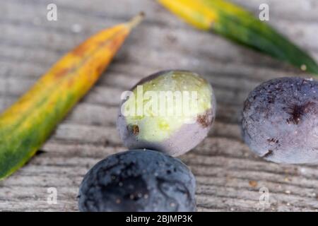 Primo piano di tre olive su un terreno ligneo con due foglie. Foto Stock