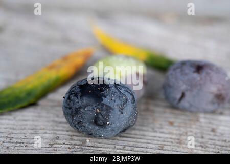 Primo piano di tre olive su un terreno ligneo con due foglie. Foto Stock