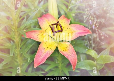 Giglio rosa con centro giallo, primo piano su uno sfondo sfocato giardino Foto Stock