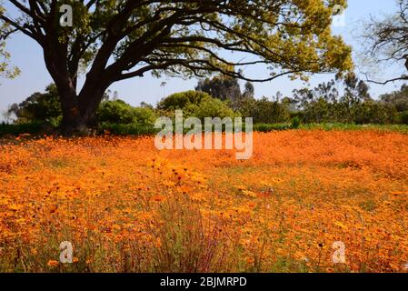 Foto all'aperto sudafricane di Friedrich von Horsten. Foto Stock