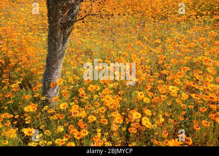 Foto all'aperto sudafricane di Friedrich von Horsten. Foto Stock