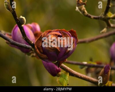 Magnolia fiore Black Tulip danneggiato dal gelo Foto Stock