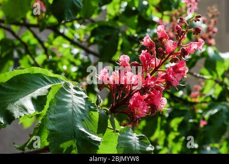 Berlino, Germania. 28 Aprile 2020. Un cavallo di castagno rosso carne, chiamato anche rosso-fiorito cavallo castagno o porpora castagno, fiorisce su un albero. Credit: Jens Kalaene/dpa-Zentralbild/ZB/dpa/Alamy Live News Foto Stock