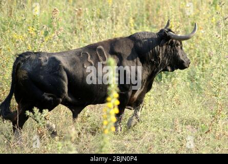 Splendido stallone spagnolo che combatte il toro nero che attraversa il campo tra la vegetazione in Spagna Foto Stock