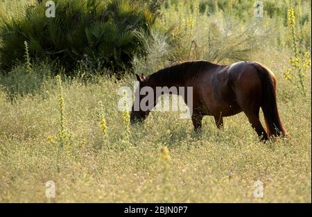 Happy cavallo marrone pascolo al tramonto dopo il lavoro in Spagna Foto Stock