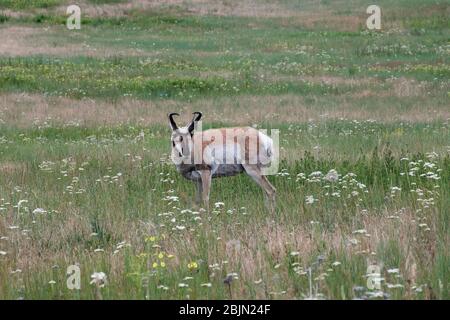 Un Pronghorn in piedi in un prato di fiori selvatici guardando direttamente la macchina fotografica Foto Stock