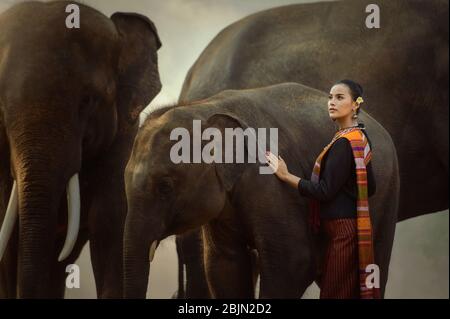 Donna in piedi da tre elefanti, Surin, Thailandia Foto Stock