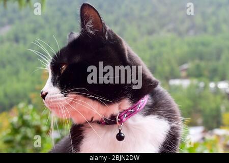 Gatto bianco e nero seduto sul tetto. Foto Stock