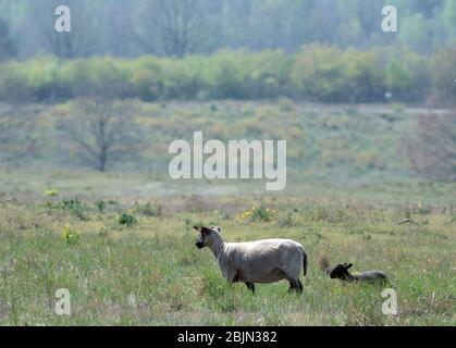 28 aprile 2020, Brandenburg, Dallgow-Döberitz: Passeggiata sulle pecore in un prato del paesaggio naturale di Sielmann nel Döberitzer Heide. Il pastore Johann Nesges di Liedekahle (distretto di Teltow-Fläming) ha portato circa 900 pecore nella zona per la conservazione del paesaggio. A partire dalla metà di maggio, due grandi greggi con un totale di circa 4000 pecore e capre si nutriranno nell'area sul bordo occidentale di Berlino per la conservazione della natura e la biodiversità. A seconda della situazione di alimentazione, gli animali probabilmente rimangono fino a fine autunno. Foto: Soeren Stache/dpa-Zentralbild/dpa Foto Stock