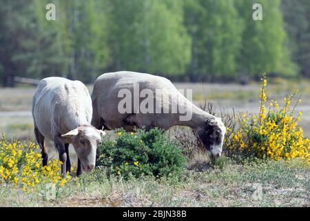 28 aprile 2020, Brandenburg, Dallgow-Döberitz: Mangia pecore su un prato del paesaggio naturale di Sielmann nel Döberitzer Heide di cespugli di ginestra. Il pastore Johann Nesges di Liedekahle (distretto di Teltow-Fläming) ha portato circa 900 pecore nella zona per la conservazione del paesaggio. Dalla metà di maggio, due grandi mandrie con un totale di circa 4000 pecore e capre si nutriranno sulla zona sul bordo occidentale di Berlino per la conservazione della natura e la biodiversità. A seconda della situazione di alimentazione, gli animali probabilmente rimangono fino a fine autunno. Foto: Soeren Stache/dpa-Zentralbild/dpa Foto Stock