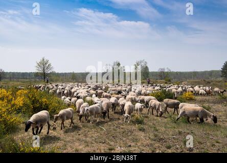 28 aprile 2020, Brandenburg, Dallgow-Döberitz: Mangia pecore su un prato del paesaggio naturale di Sielmann nel Döberitzer Heide. Il pastore Johann Nesges di Liedekahle (distretto di Teltow-Fläming) ha portato circa 900 pecore nella zona per la conservazione del paesaggio. A partire dalla metà di maggio, due grandi greggi con un totale di circa 4000 pecore e capre si nutriranno nell'area sul bordo occidentale di Berlino per la conservazione della natura e la biodiversità. A seconda della situazione di alimentazione, gli animali probabilmente rimangono fino a fine autunno. Foto: Soeren Stache/dpa-Zentralbild/dpa Foto Stock