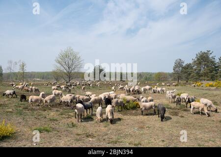 28 aprile 2020, Brandenburg, Dallgow-Döberitz: Mangia pecore su un prato del paesaggio naturale di Sielmann nel Döberitzer Heide. Il pastore Johann Nesges di Liedekahle (distretto di Teltow-Fläming) ha portato circa 900 pecore nella zona per la conservazione del paesaggio. A partire dalla metà di maggio, due grandi greggi con un totale di circa 4000 pecore e capre si nutriranno nell'area sul bordo occidentale di Berlino per la conservazione della natura e la biodiversità. A seconda della situazione di alimentazione, gli animali probabilmente rimangono fino a fine autunno. Foto: Soeren Stache/dpa-Zentralbild/dpa Foto Stock