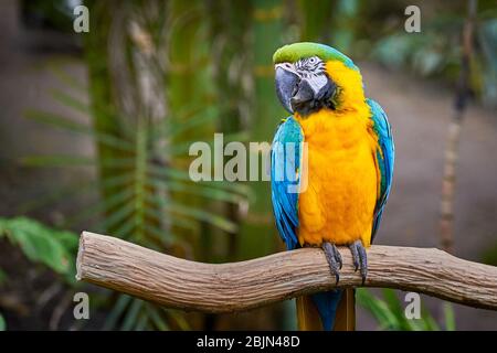 Macaw blu e giallo seduto su un ramo (Ara ararauna), uccello esotico Foto Stock