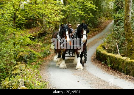 I tradizionali cavalli shire e carrozza offrono shopping in un villaggio locale durante il blocco con un ferro di cavallo dipinto nei colori dell'arcobaleno del NHS Foto Stock