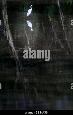Immagine scattata durante un viaggio in Etiopia meridionale, piccolo egreto, lago Chamo, Arba Minch Foto Stock