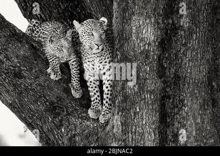 Un leopardo femminile con il suo cucciolo in un albero. Delta di Okavango, Botswana, Botsuana. Foto in bianco e nero Foto Stock