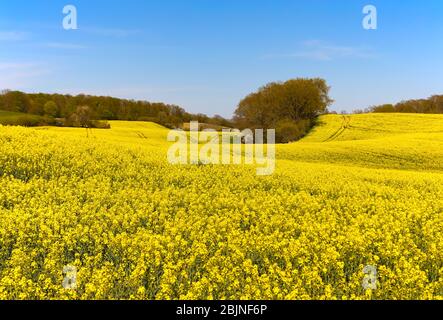 Un campo di impianti di canola a der Holsteinischen Schweiz, Germania Foto Stock