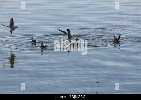 Gabbiani d'argento e del Pacifico sull'acqua e in volo a Ceduna, Australia Meridionale Foto Stock