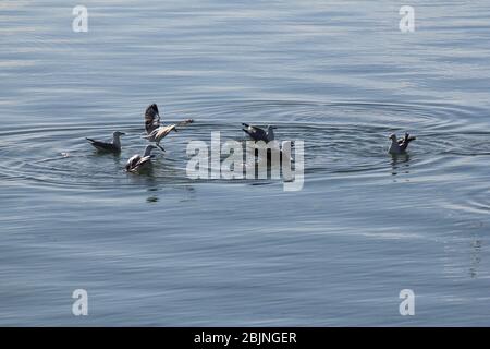 Gabbiani d'argento e del Pacifico sull'acqua e in volo a Ceduna, Australia Meridionale Foto Stock