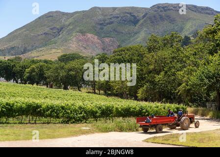 Capo occidentale, Sudafrica. 2019. Vitigni nella regione vinicola di Costantia. I lavoratori si cavalcano su un rimorchio rosso. Foto Stock