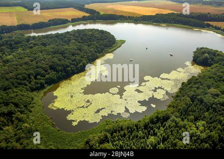 Riva eutrofica del lago Mueritzsee a Buchholz, 24.07.2016, vista aerea, Germania, Meclemburgo-Pomerania occidentale, Buchholz Foto Stock