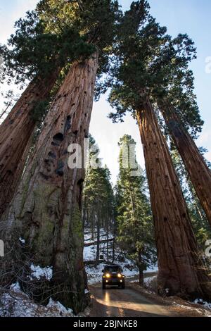 4x4 in auto attraverso il Parco Nazionale Sequoia, California, USA Foto Stock