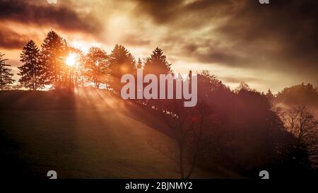 Basso sole splendente attraverso gli alberi, Germania Foto Stock