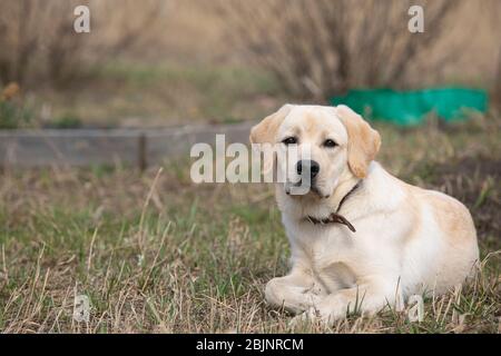 Ritratto del cane labrador Retriever giallo disteso calmamente su erba secca all'aperto, riposandosi. Spazio di copia. Cani, animali domestici, emozioni, riposo, amicizie, br Foto Stock